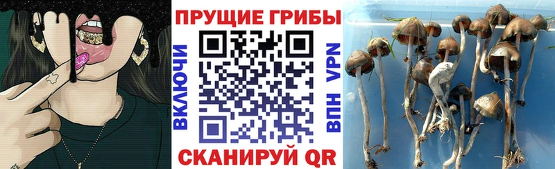 Псилоцибиновые грибы мицелий  Прокопьевск 